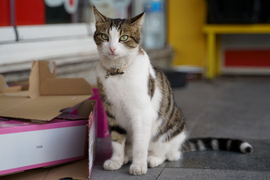 street cat in istanbul