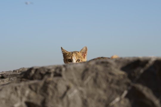 Street cat in istanbul coast