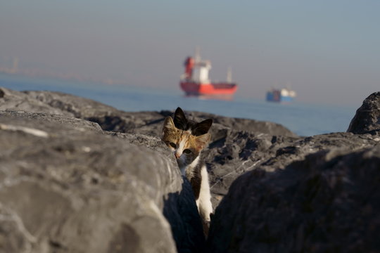 istanbul street kitten on coast