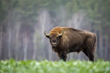 Door stickers Bison European bison - Bison bonasus in the Knyszyn Forest (Poland)