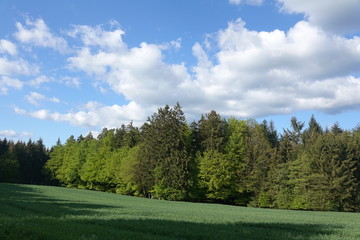 Waldrand bei Bullau