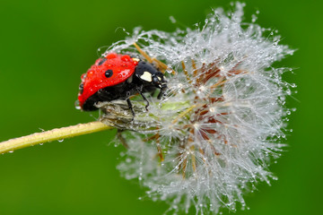 Beautiful Ladybug on dandelion defocused background