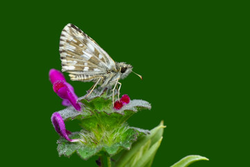 Macro Photography of Yellow Moth on Twig of Plant.