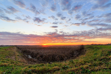 Colorful sunrise at the Weerribben