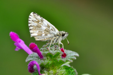 Macro Photography of Yellow Moth on Twig of Plant.
