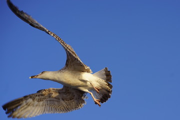 Flying Seagull