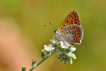 Fototapeta na wymiar Closeup beautiful butterflies sitting on the flower.