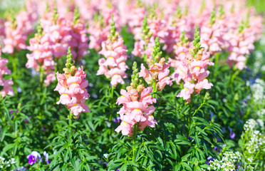 Obraz premium Flowers grow in a summer garden, natural background photo