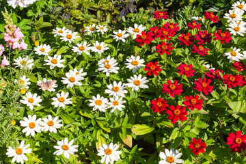 Garden flowers, natural summer background photo