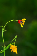 Beautiful Ladybug on dandelion defocused background