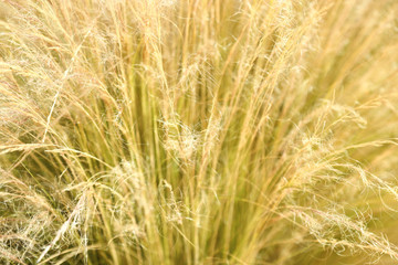 abstract image of reeds