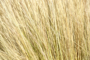 abstract image of reeds