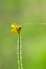 Macro of yellow crab spider (Misumena vatia) on petal daisy flower