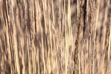 Fototapeta premium close-up image of reeds fluttering in the wind