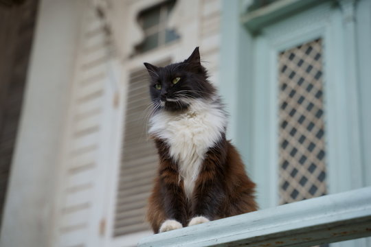 Street cat in istanbul island