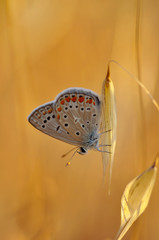 Closeup   beautiful butterflies sitting on the flower.