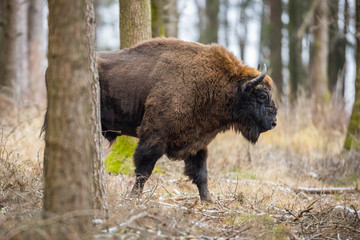 European bison - Bison bonasus in the Knyszyn Forest (Poland) © szczepank