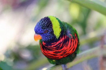 Green Nape Lorikeet