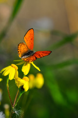 Closeup   beautiful butterflies sitting on the flower.