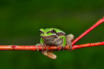 Beautiful Europaean Tree frog Hyla arborea - Stock Image
