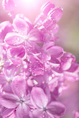 Lilac flowers background.