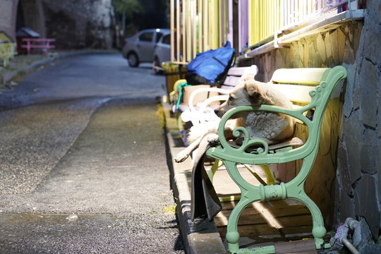 Street dog on a bench