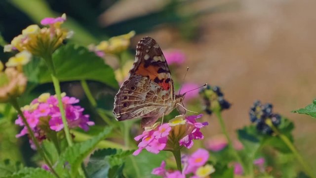 Three butterflies collects pollen on the pink flower and fly away. Closeup ProRes 10 Bit slow motion.