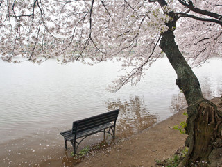 Cherry blossoms and Tidal Basin, Washington, DC