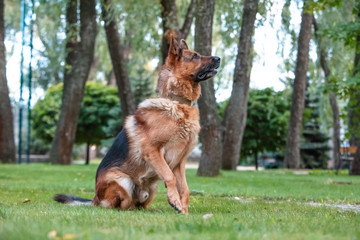 Dog German Shepherd is sitting on the green lawn.