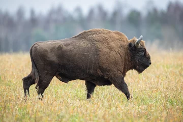 Fototapeten Europäischer Bison - Bison bonasus im Wald von Knyszyn (Polen) © szczepank