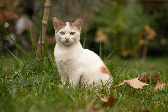 Street cat istanbul
