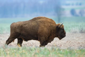 Papier Peint photo autocollant Bison Bison d& 39 Europe - Bison bonasus dans la forêt de Knyszyn (Pologne)