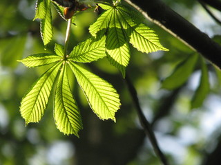 Horse chestnut tree