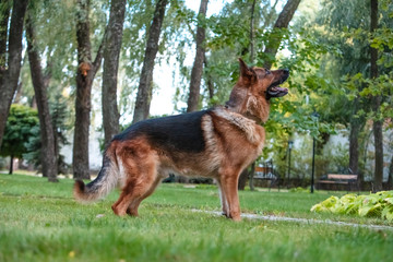 Dog German Shepherd moves, plays and jumps on a green lawn. Pedigree dog outdoors on a sunny summer day.