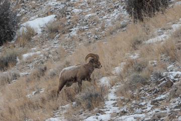 Rocky Mountain Bighorn Sheep Ram in Winter