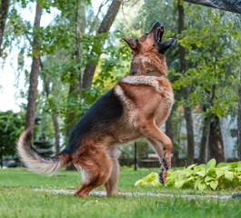 Dog German Shepherd moves, plays and jumps on a green lawn. Pedigree dog outdoors on a sunny summer day.
