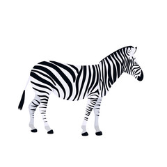 Zebra isolated on white background. African animal vector.