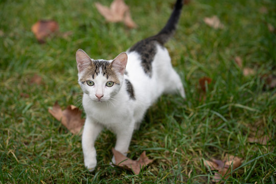 Street cat
