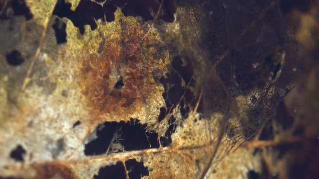 Rotten brown leaf at bottom of shallow swamp among Moving fast Daphnia magna creating Chaos, crustaceans in underwater. Underwater Macro in wildlife