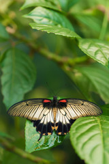 butterfly Great Yellow Mormon (Papilio Iowi) on a leaf