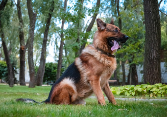 Naklejka premium Dog German Shepherd is sitting near fir on the green lawn.