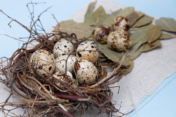Obraz premium quail eggs in a nest of branches on a blue background, light fabric, Easter background, natural food, copy space, top view, a handful of eggs on a bay leaf