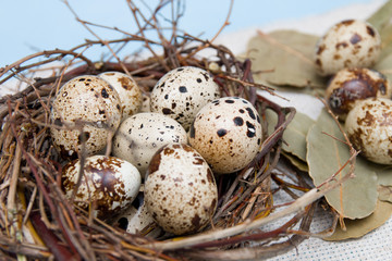 Obraz premium quail eggs in a nest of branches on a blue background, light fabric, Easter background, natural nutrition, bay leaf