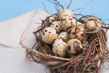 quail eggs in a nest of branches on a light blue background, linen fabric, copy space. Easter background, close-up