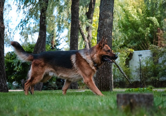 Dog German Shepherd plays with a wooden log on green grass. Beautiful Summer Outdoor Nature.