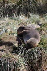 Im Gras liegende Pelzrobbe / Seebär in Südgeorgien Antarktis