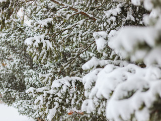 Winter nature background. Pine trees branches in the snow. 
