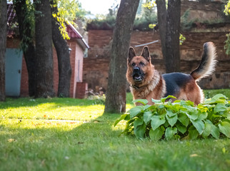 Dog German Shepherd moves, plays and jumps on a green lawn. Pedigree dog outdoors on a sunny summer day.
