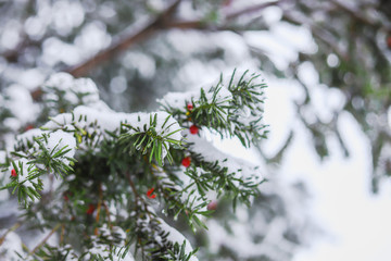 Winter abstract nature background. The twigs and branches, and red berries in snow. 