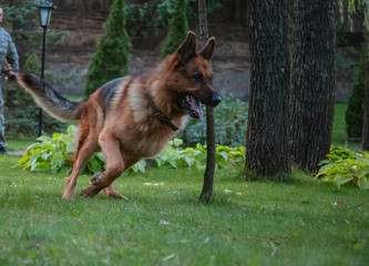 Dog German Shepherd moves, plays and jumps on a green lawn. Pedigree dog outdoors on a sunny summer day.